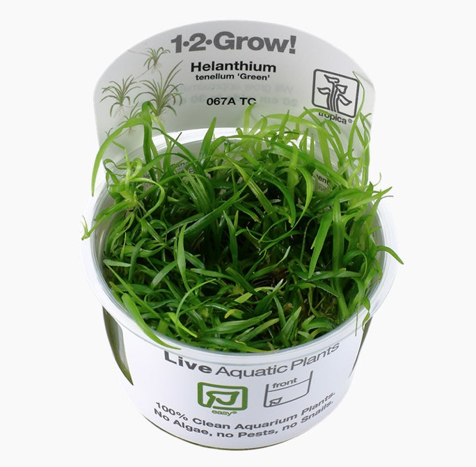 Helanthium tenellum 'Green' tropica 1-2 grow cup
