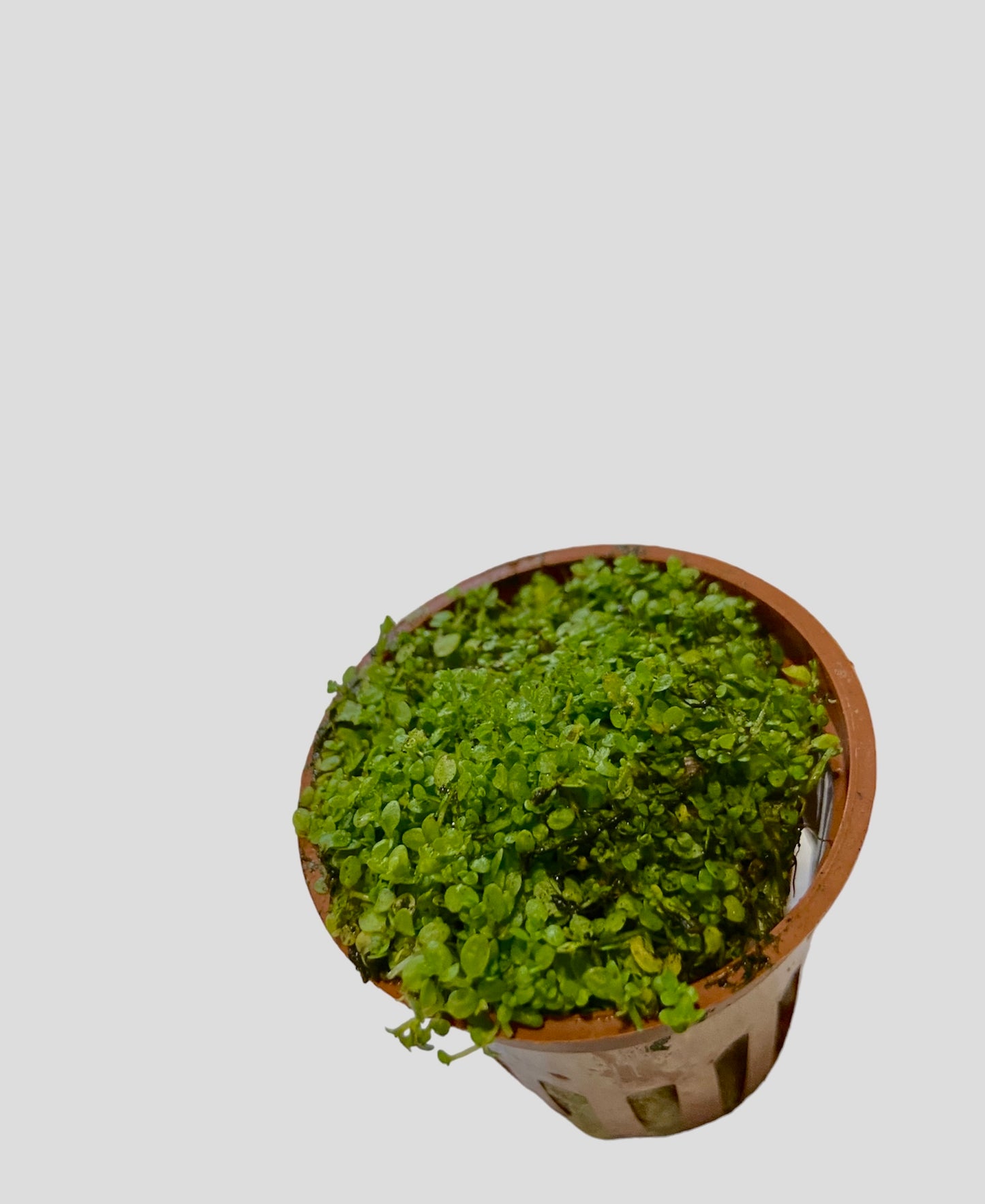 Potted Hemianthus callitrichoides “Cuba”