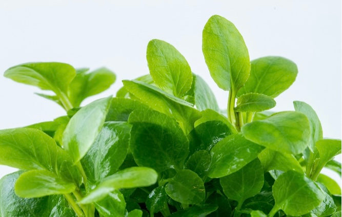 Lobelia cardinalis 'Mini'
Tropica 1-2 grow cups