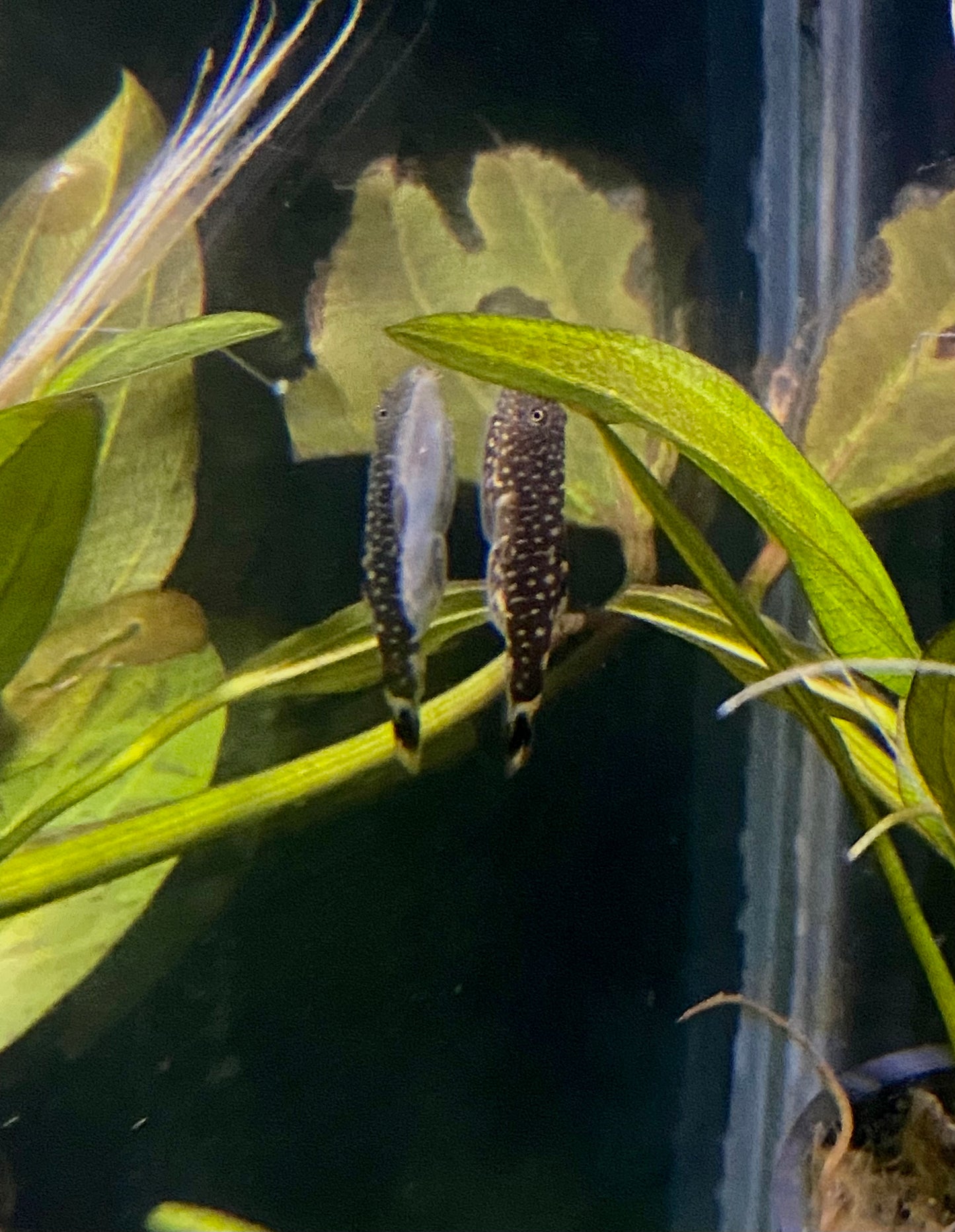Borneo loach(Pangio shelfordii)