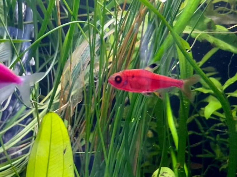 Pristella tetra glofish