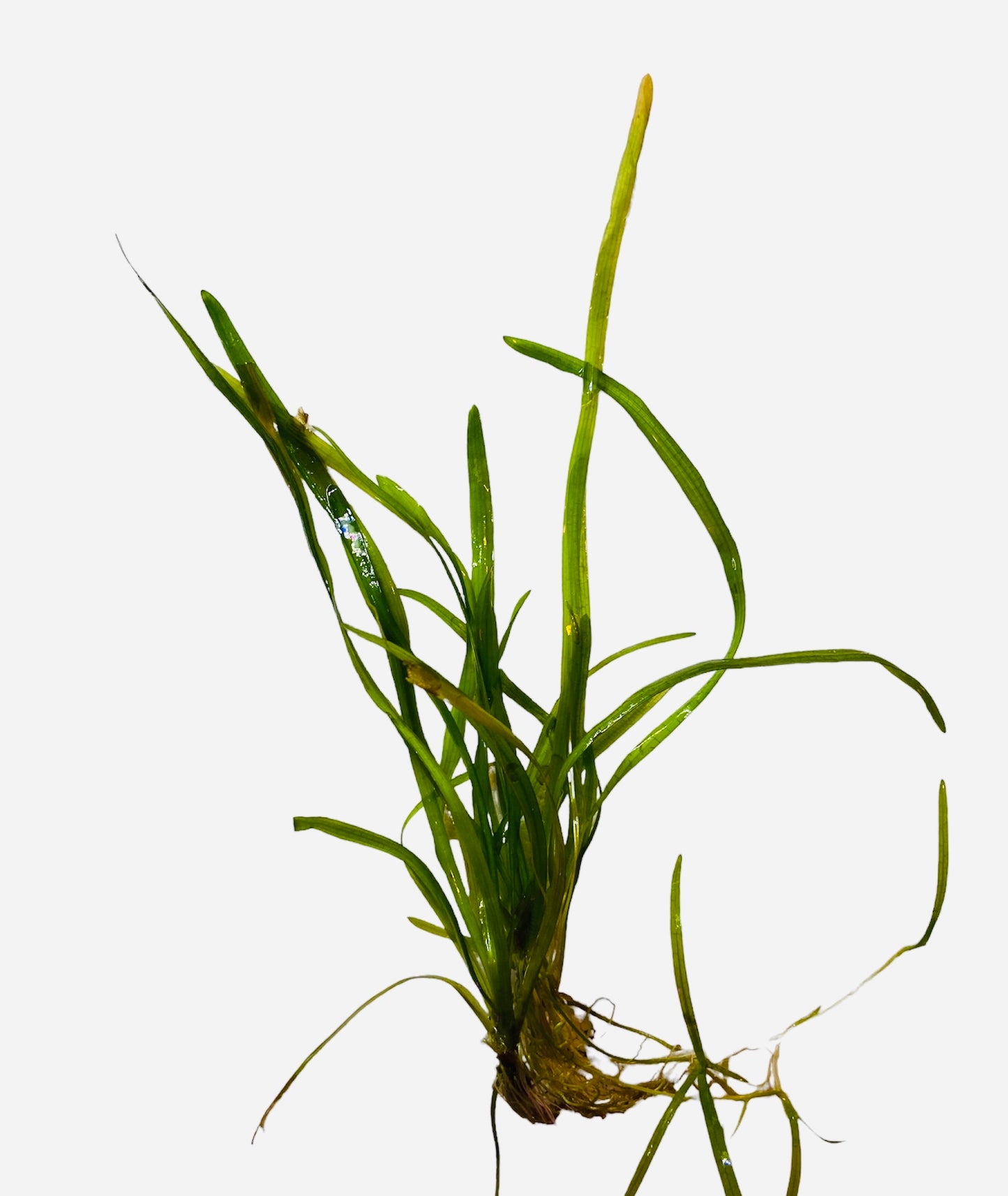 Vallisneria  (Vallisneria spiralis)