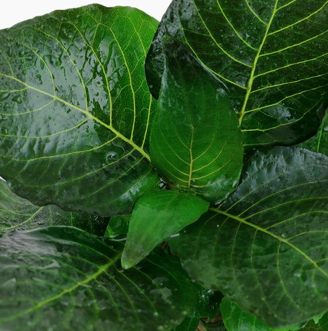 Hygrophila corymbosa 'Compact' potted tropica