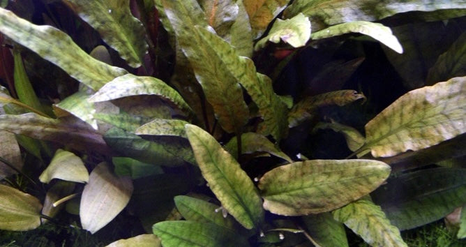 Cryptocoryne wendtii 'Tropica' potted tropica