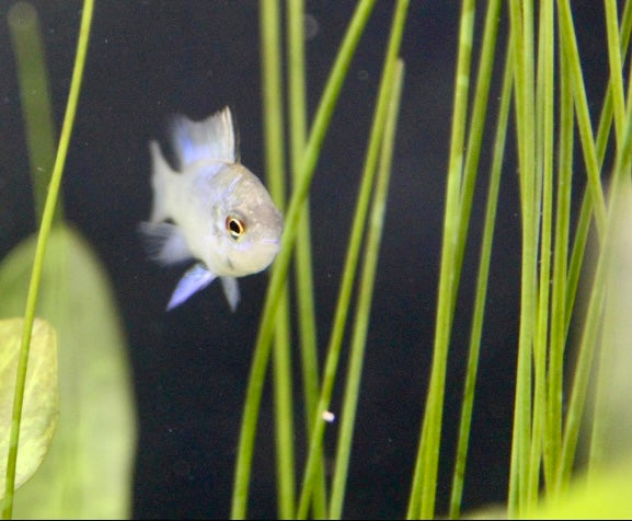 Electric blue ram