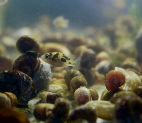 pea puffer (Carinotetraodon travancoricus)