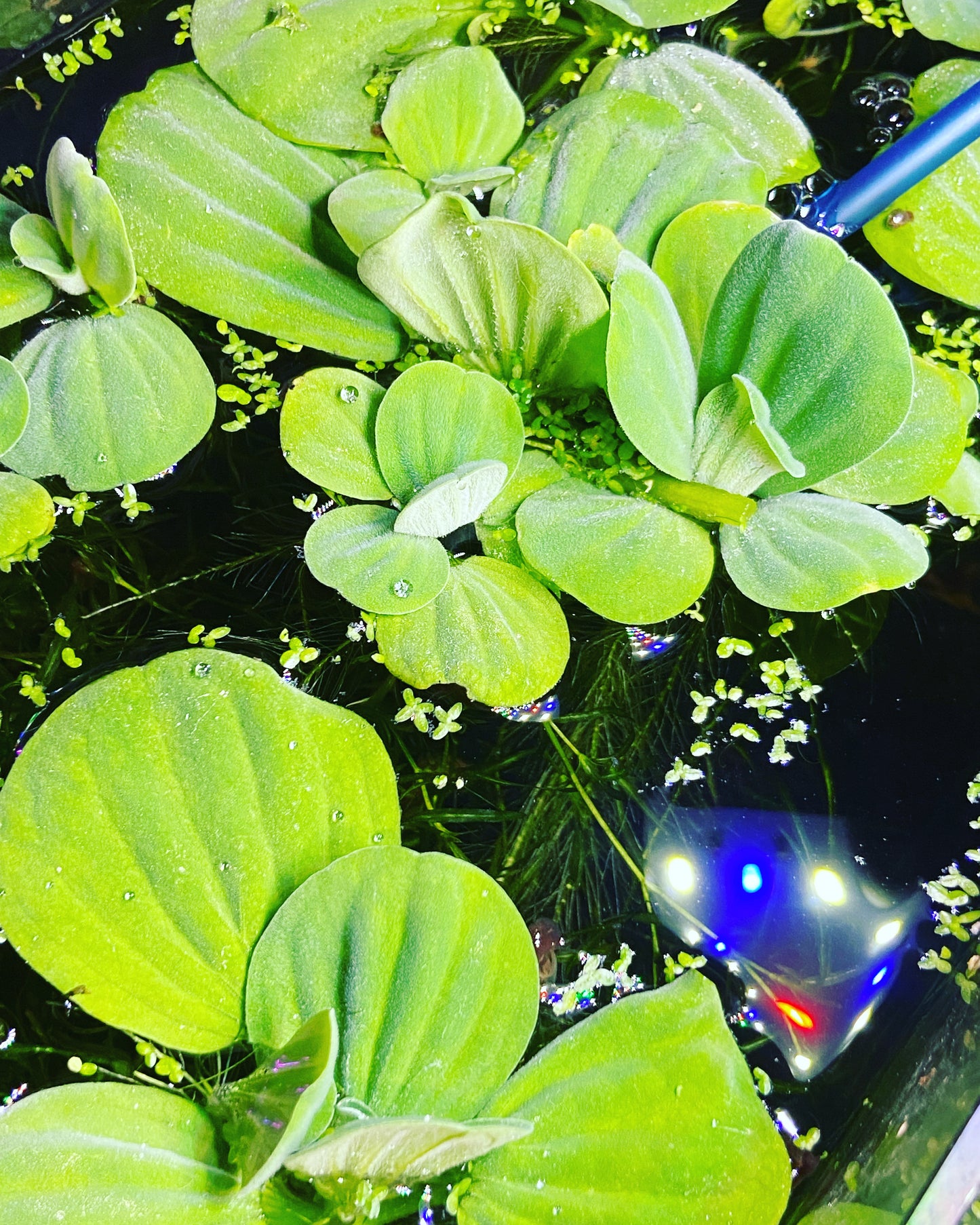 Water lettuce (Pistia stratiotes)