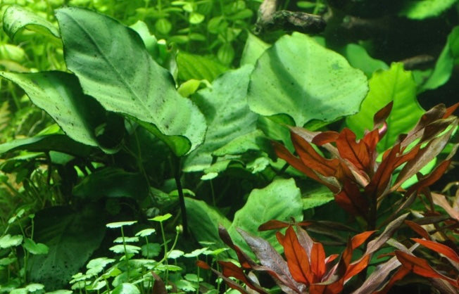 Anubias barteri var. caladiifolia potted tropica