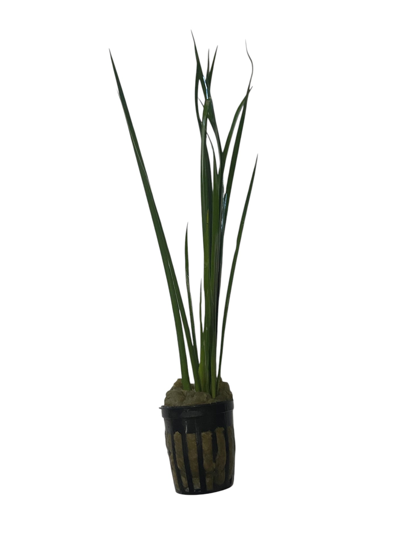 Cyperus helferi potted