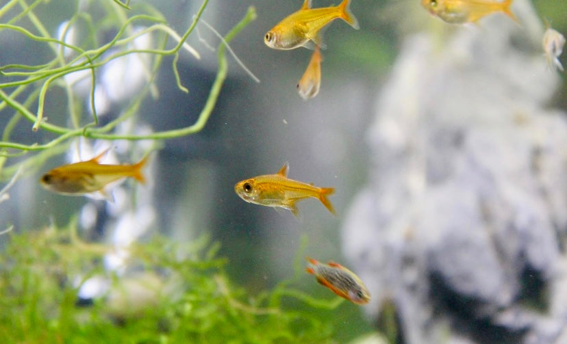 Ember tetra (Hyphessobrycon amandae)