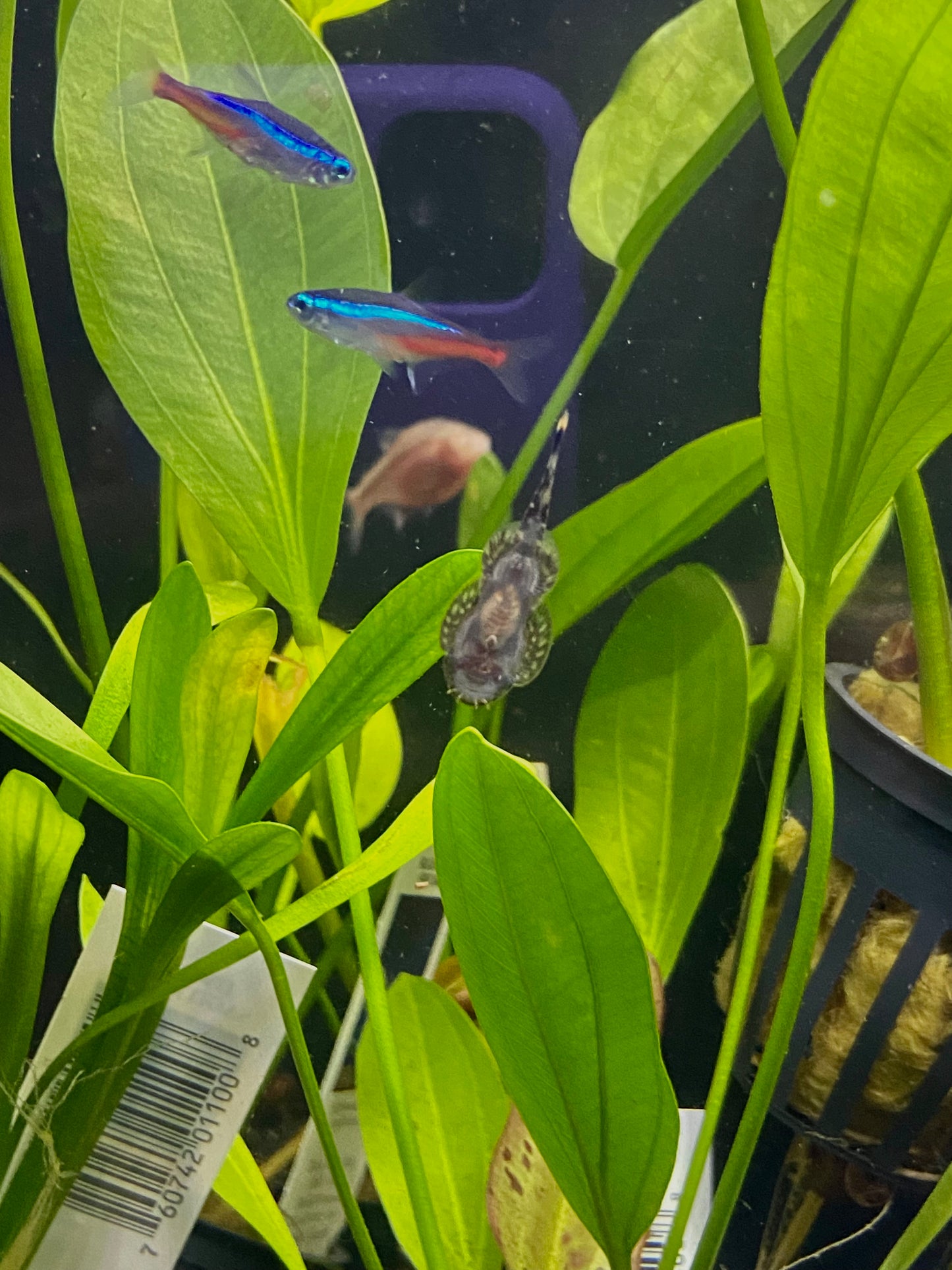 Borneo loach(Pangio shelfordii)