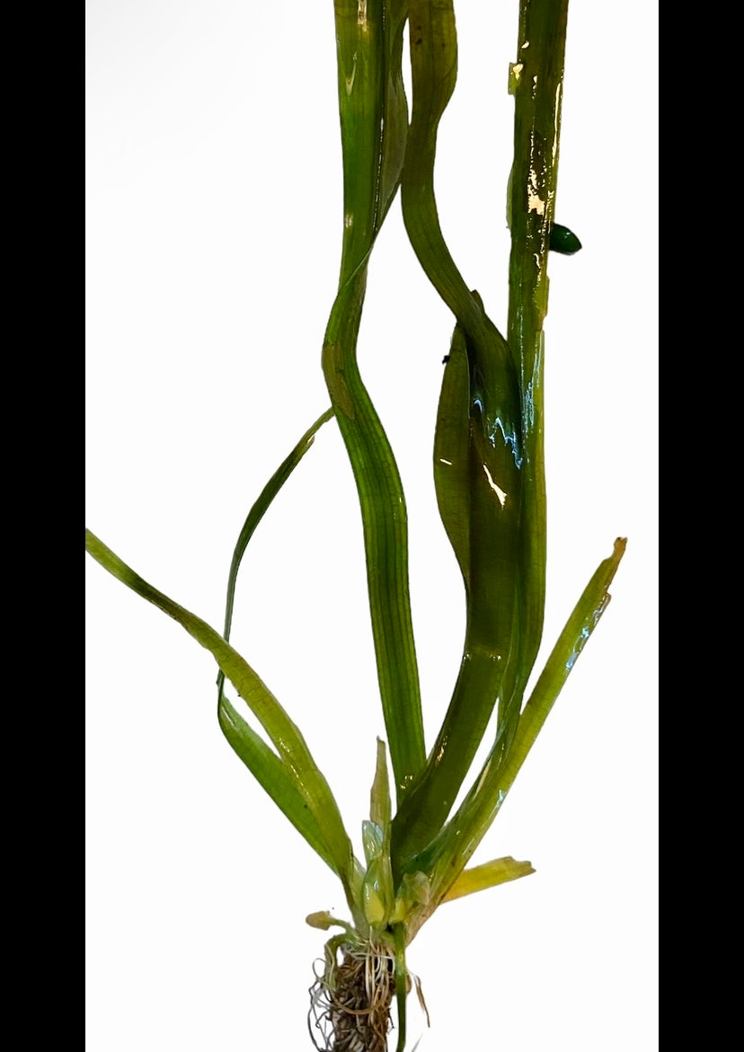 Jungle Val plantlet (Vallisneria gigantea)