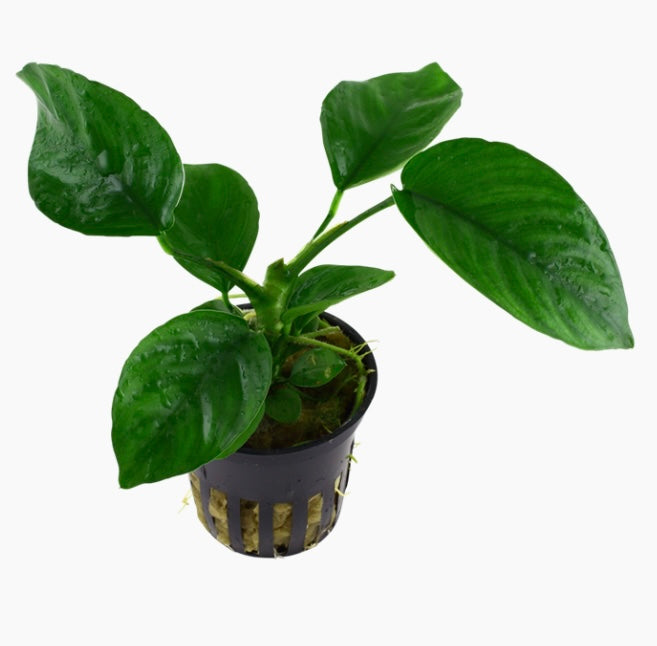 Anubias barteri var. caladiifolia potted tropica