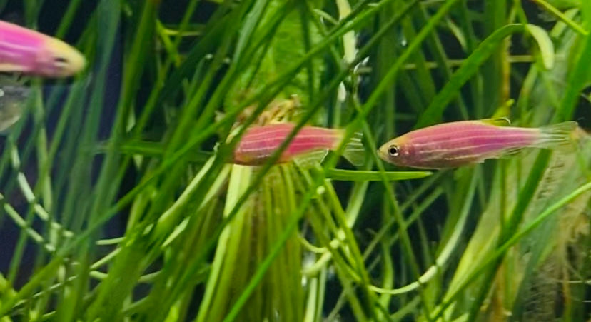 Danio glofish