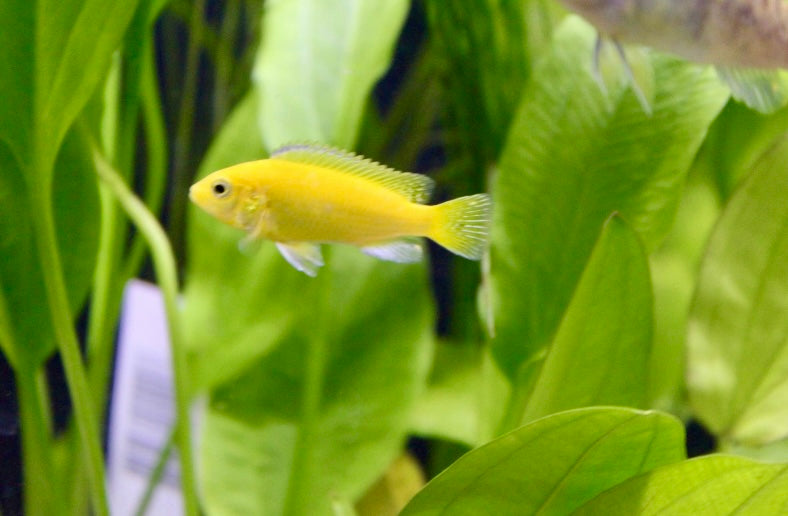 Yellow lab cichlid (Labidochromis caeruleus)