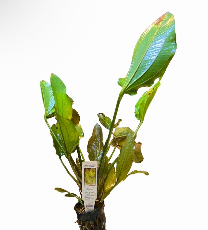 echinodorus 'altlansberg' potted (Echinodorus sp. "Altlandsberg")