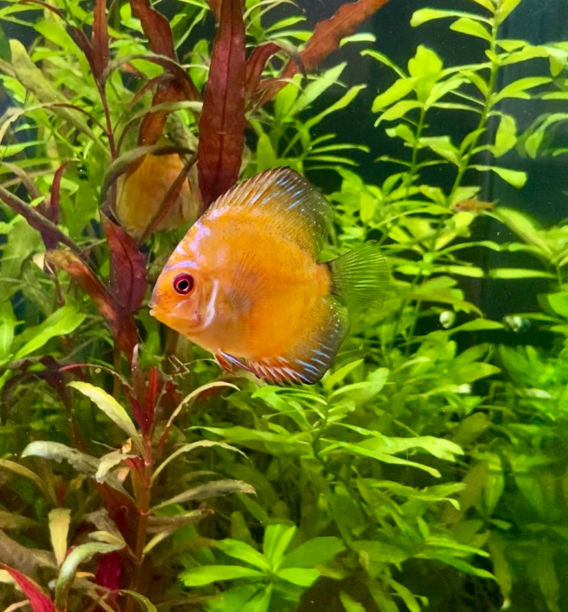 Discus, pigeon blood  (Symphysodon sp)