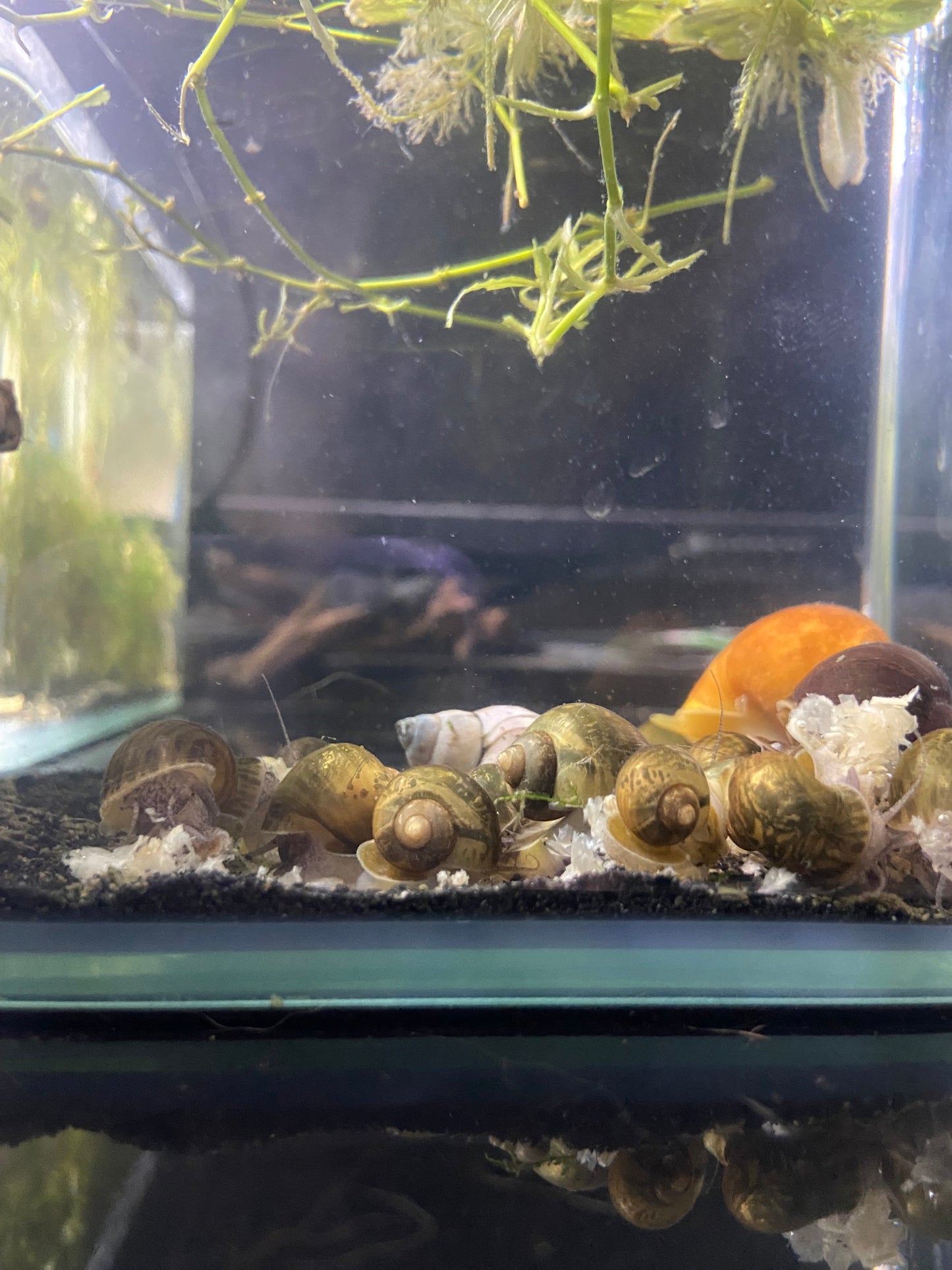 Snail, assorted mystery (Pomacea
bridgesii)