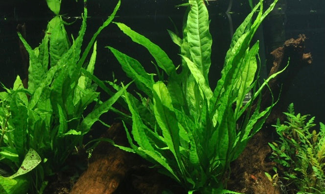 Microsorum pteropus Java fern potted tropica