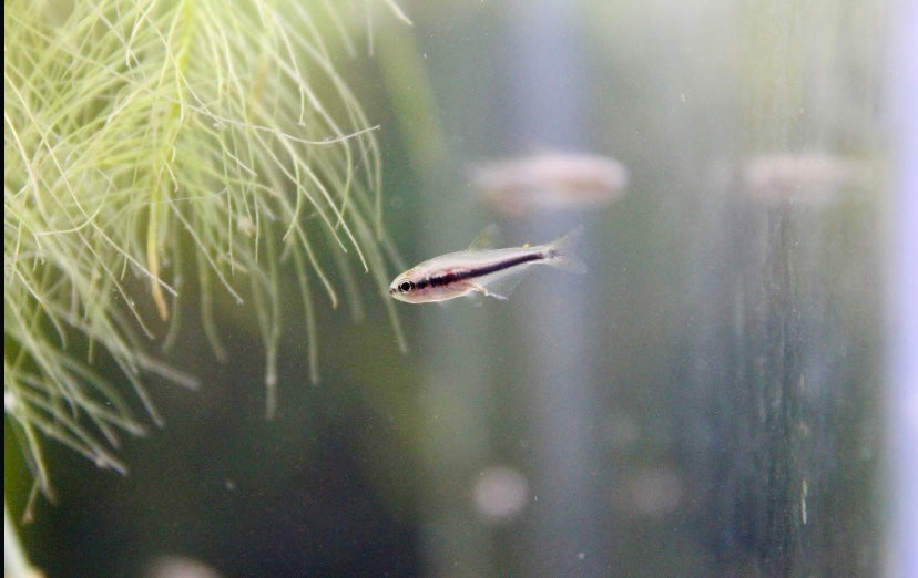 Emperor tetra (nematobrycon palmeri)
