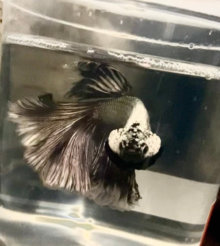 Dragon scale male betta