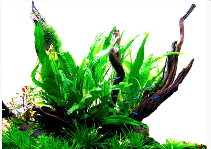 Microsorum pteropus Java fern potted tropica