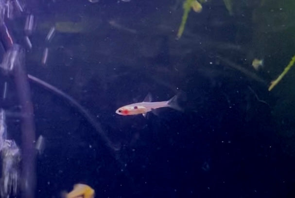 Spotted Dwarf rasbora (Boraras maculatus)