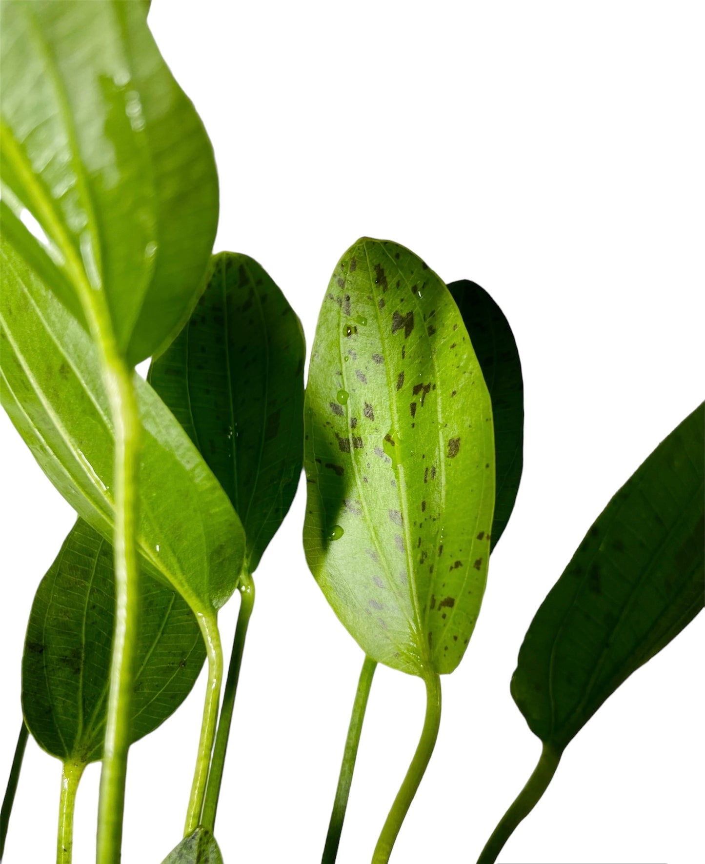 ozelot green sword potted (Echinodorus Ozelot Green)