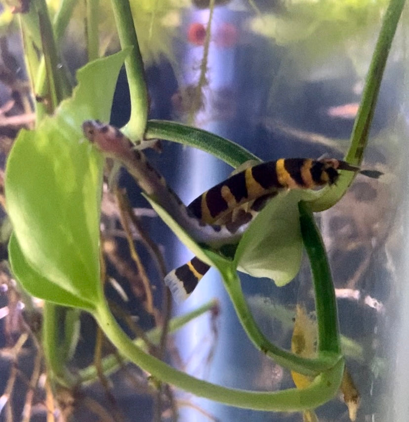 kuhli banded loach (Pangio semicincta)