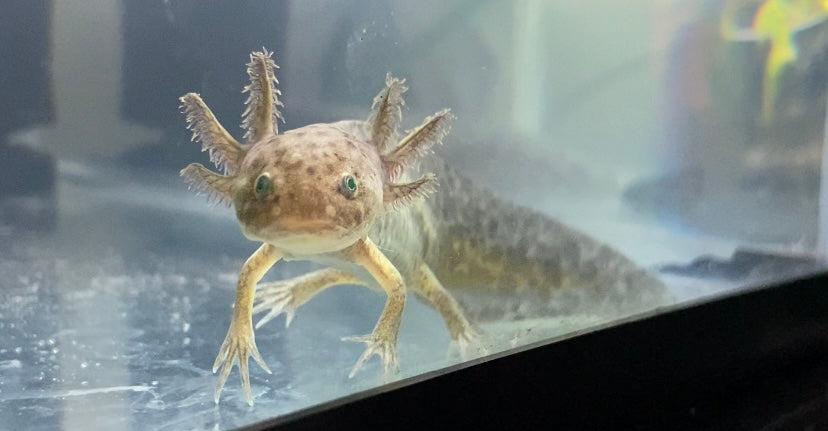 Axolotl GFP (green fluorescent protein)