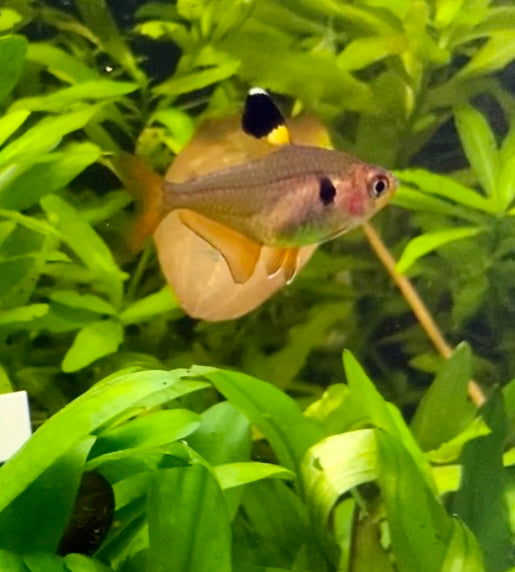 red phantom tetra (Hyphessobrycon sweglesi)