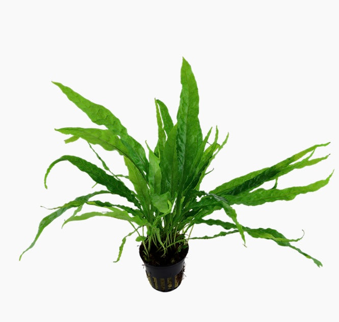 Microsorum pteropus Java fern potted tropica