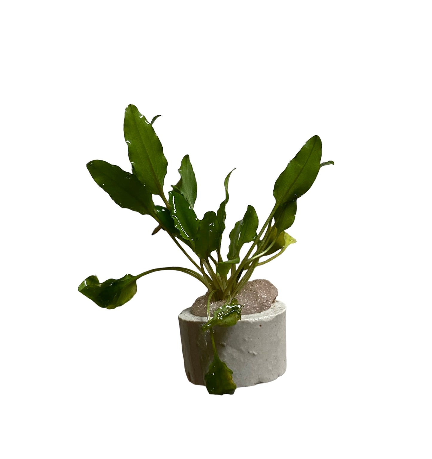 Cryptocoryne Wendtii Green in terra cotta pot