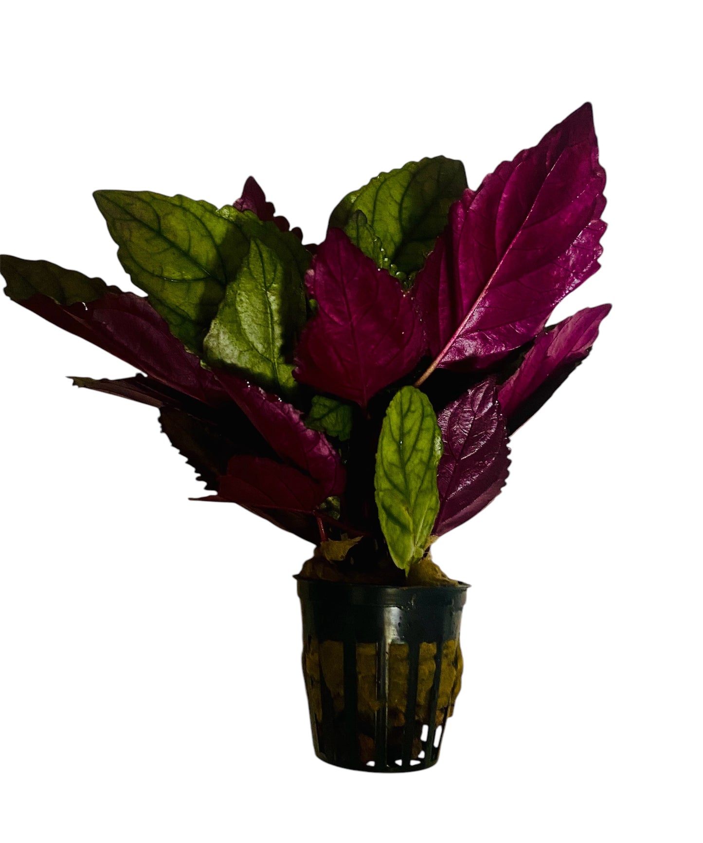 Hemigrahis colorata potted