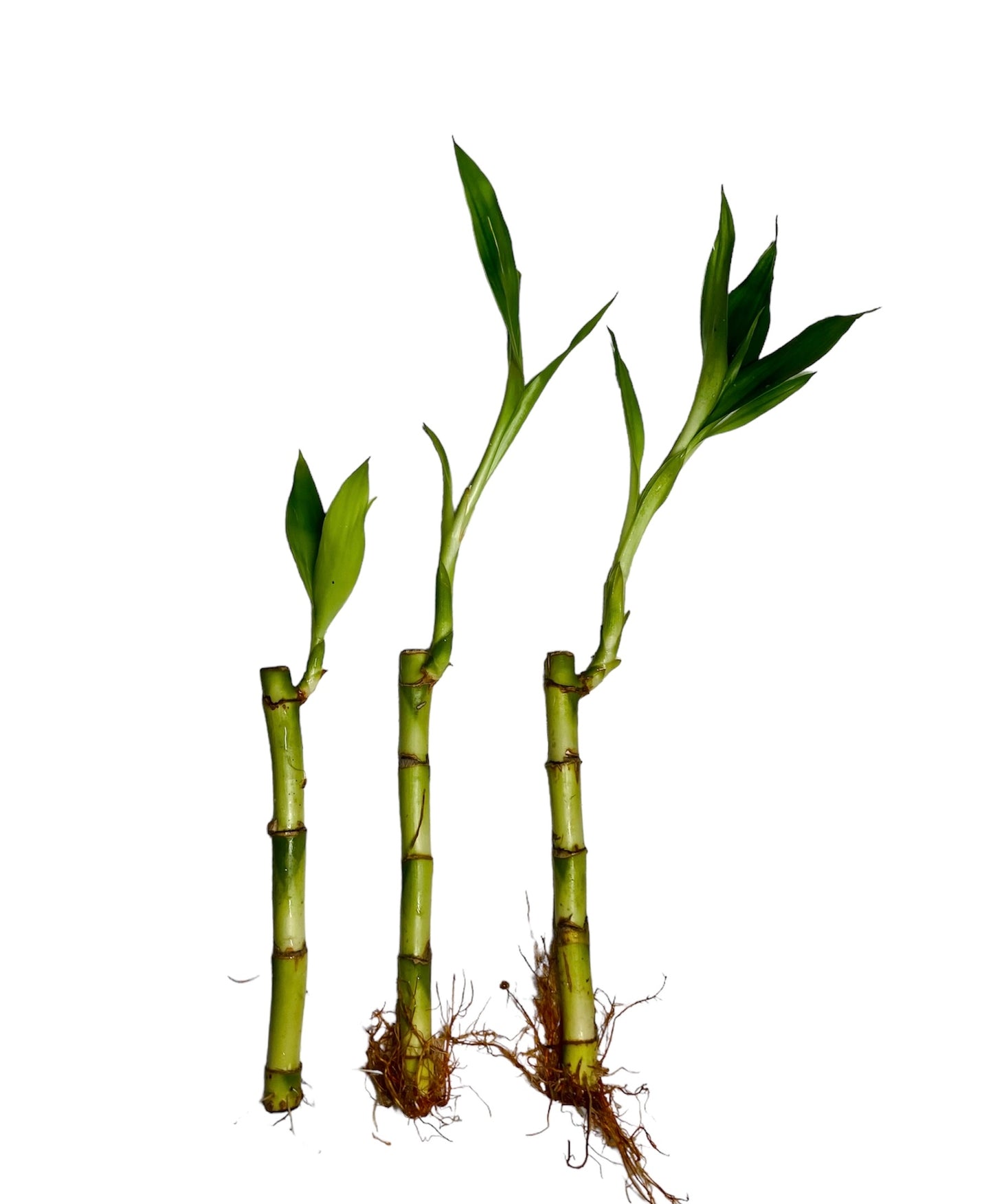 Lucky bamboo