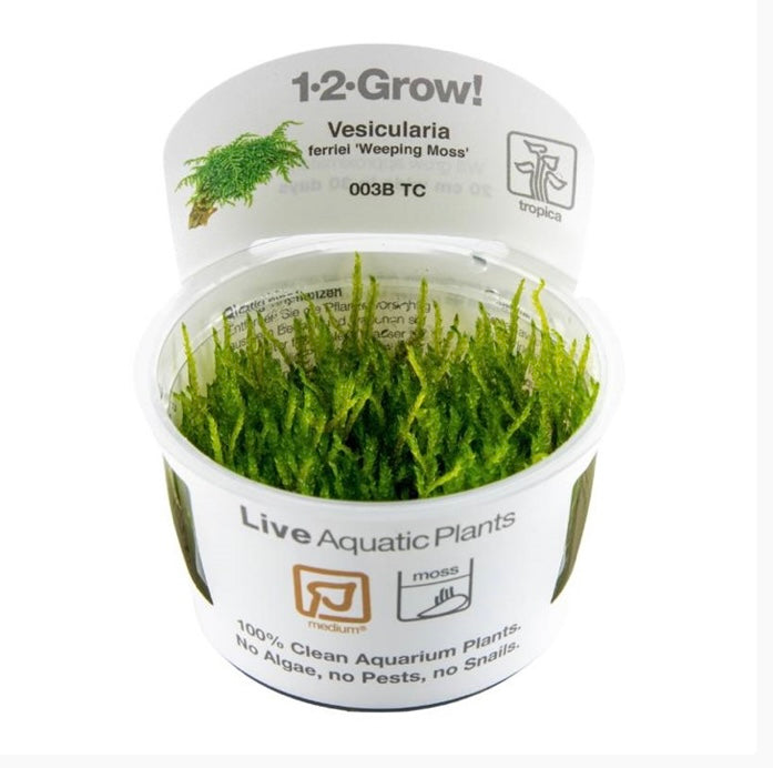 Vesicularia ferriei ‘weeping moss’ tropica 1-2 grow cup