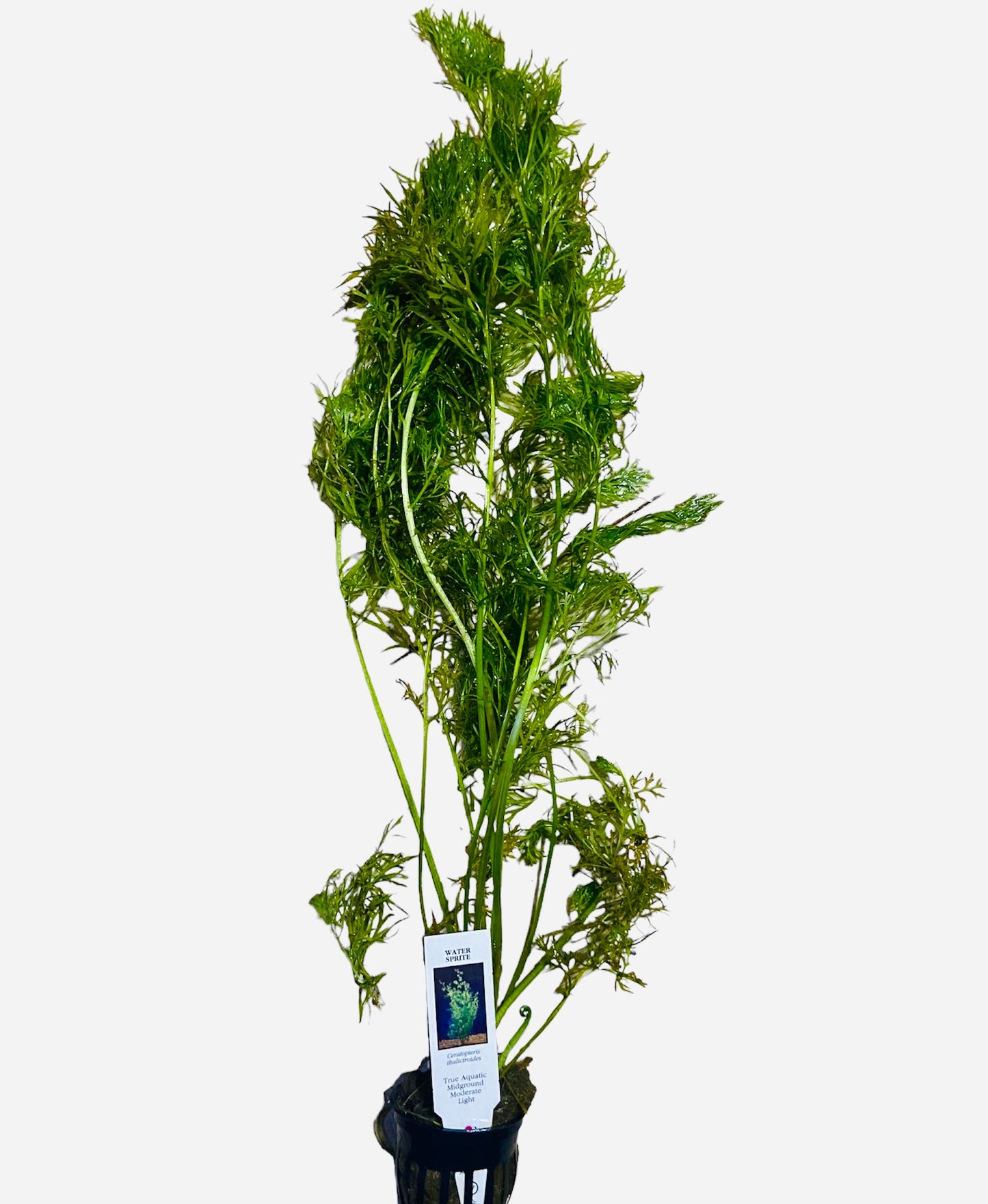 Water sprite potted (Ceratopteris
thalictroides)