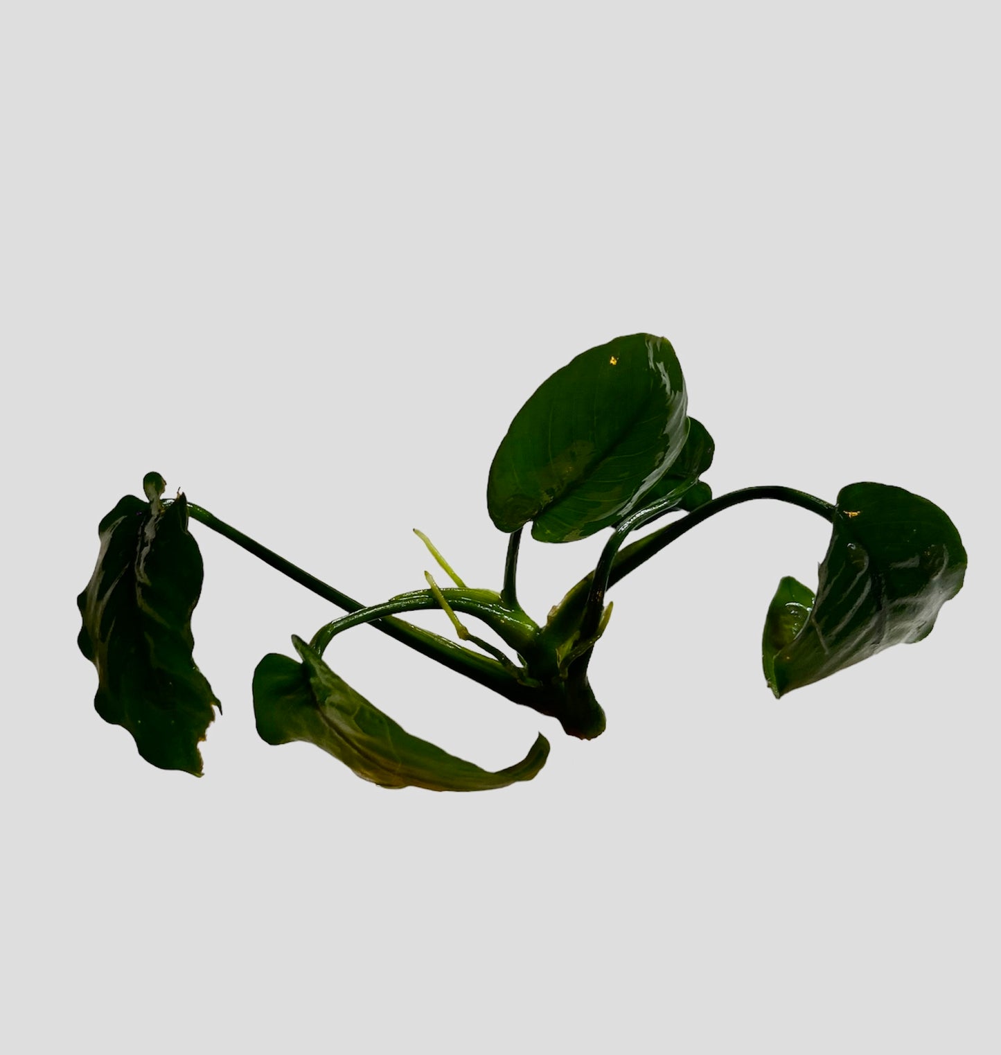 Anubias barteri striped