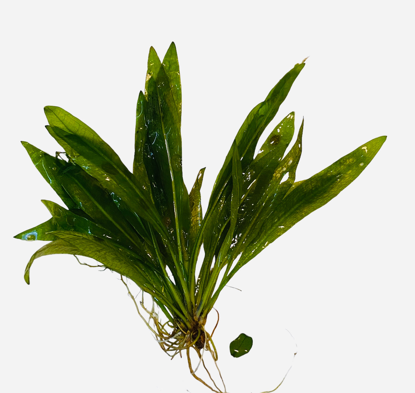 Amazon sword (Echinodorus grisebachii)