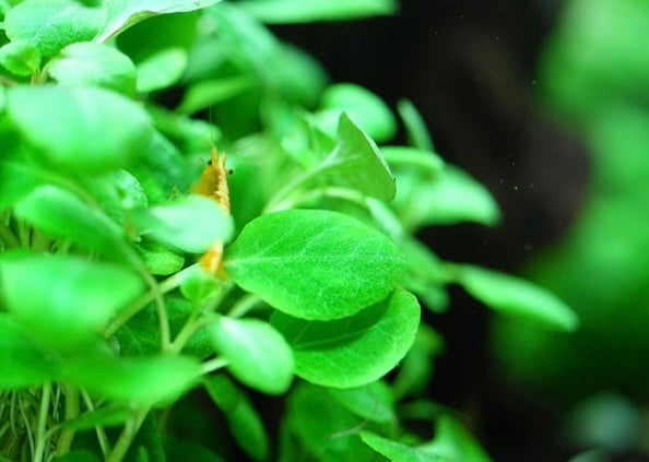 Lobelia cardinalis 'Mini'
Tropica 1-2 grow cups