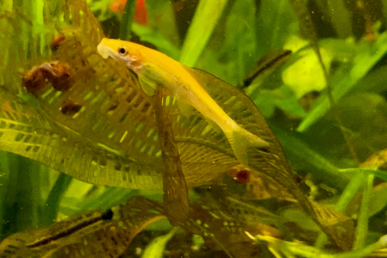Golden algae eater(Gyrinocheilos aymonieri)