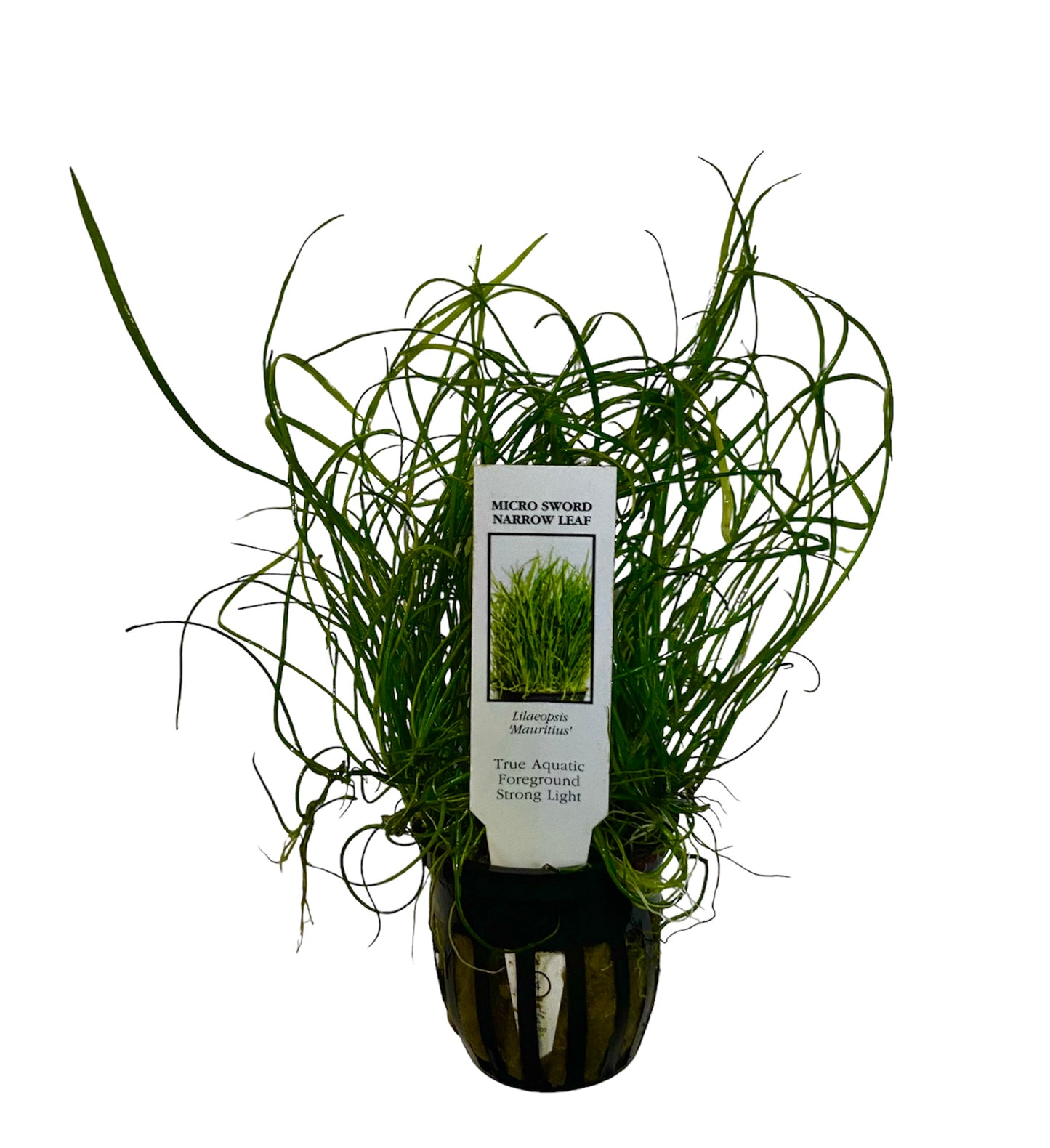 Potted micro narrow sword