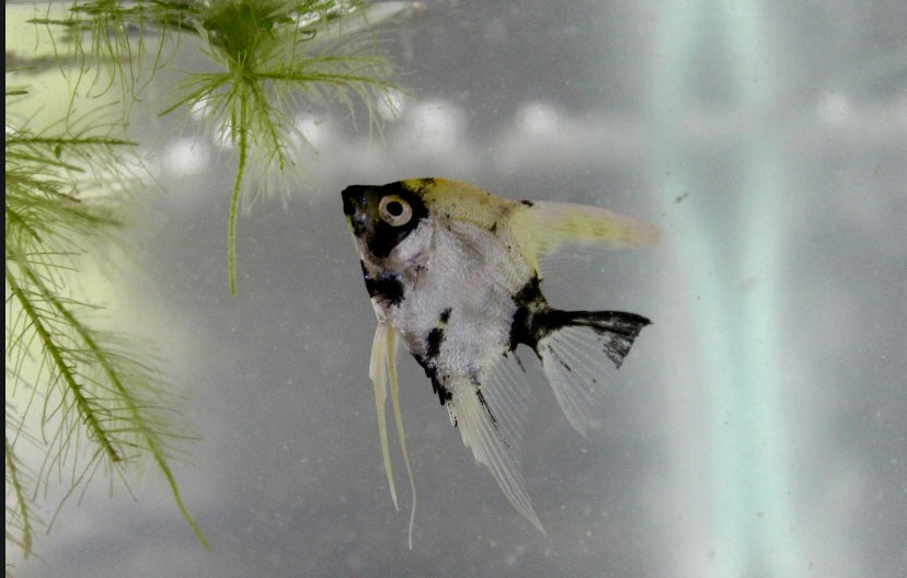 koi Angelfish medium