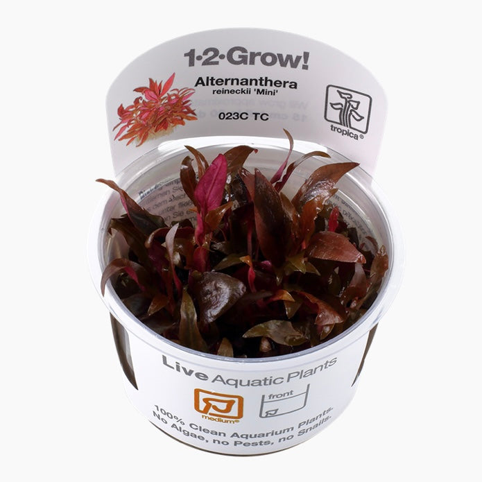Alternanthera reineckii ‘mini’ tropica 1-2 grow cup