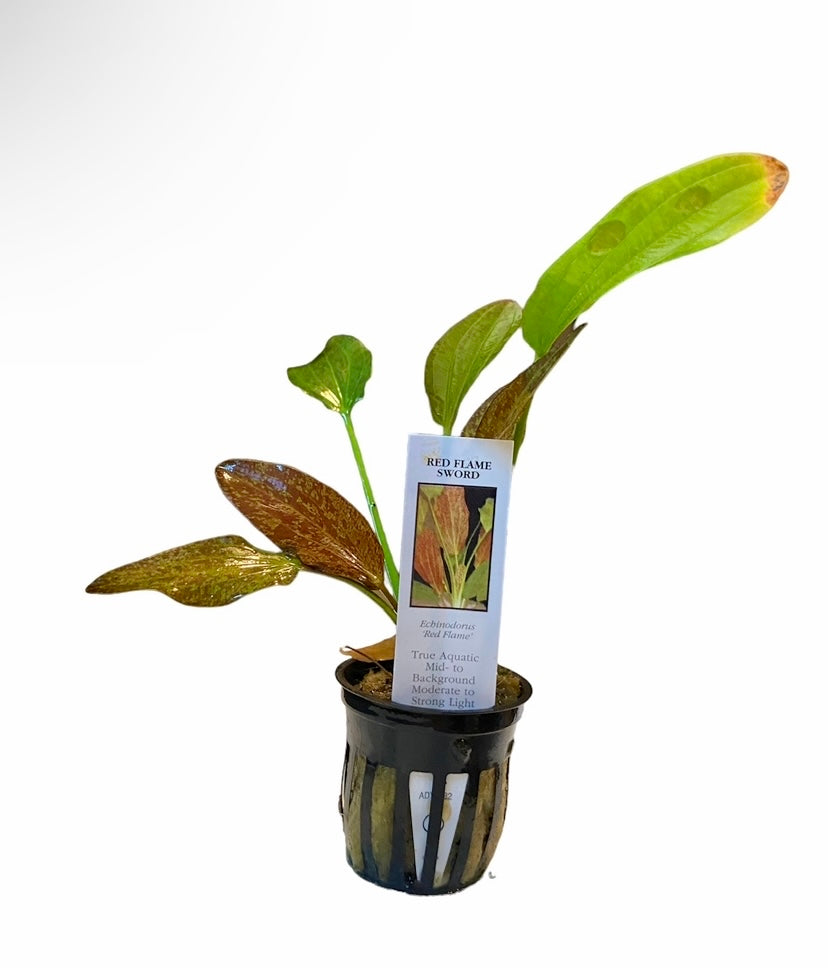 Potted Red flame sword (Echinodorus schlueteri x E. barthii hybrid)