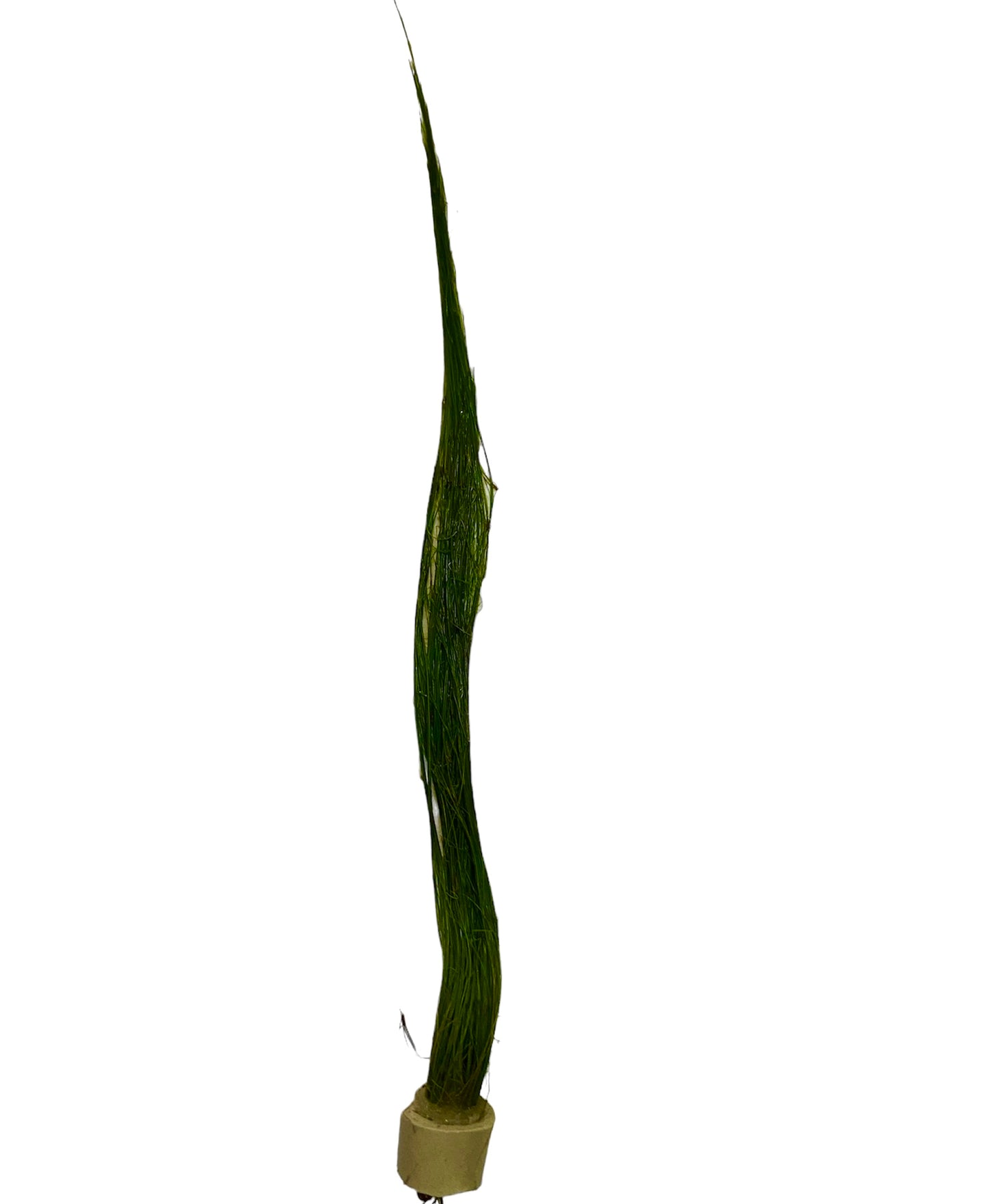 Tall hair grass Eleocharis vivipara bunch