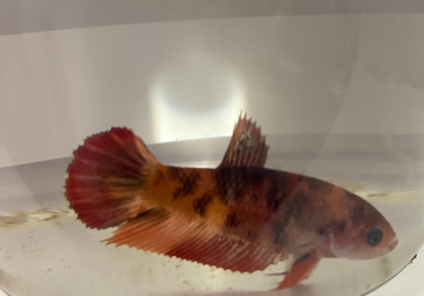 Female koi betta