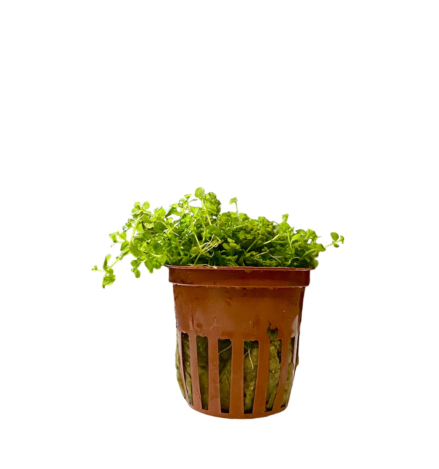 Potted Monte Carlo (Micranthemum tweediei)