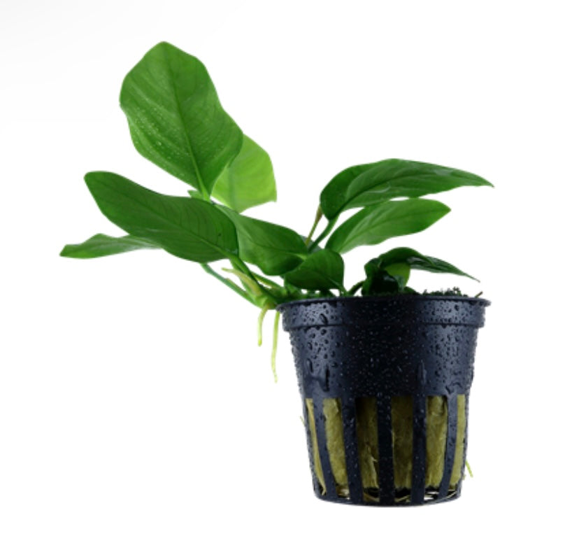 Anubias barteri var. nana potted tropica