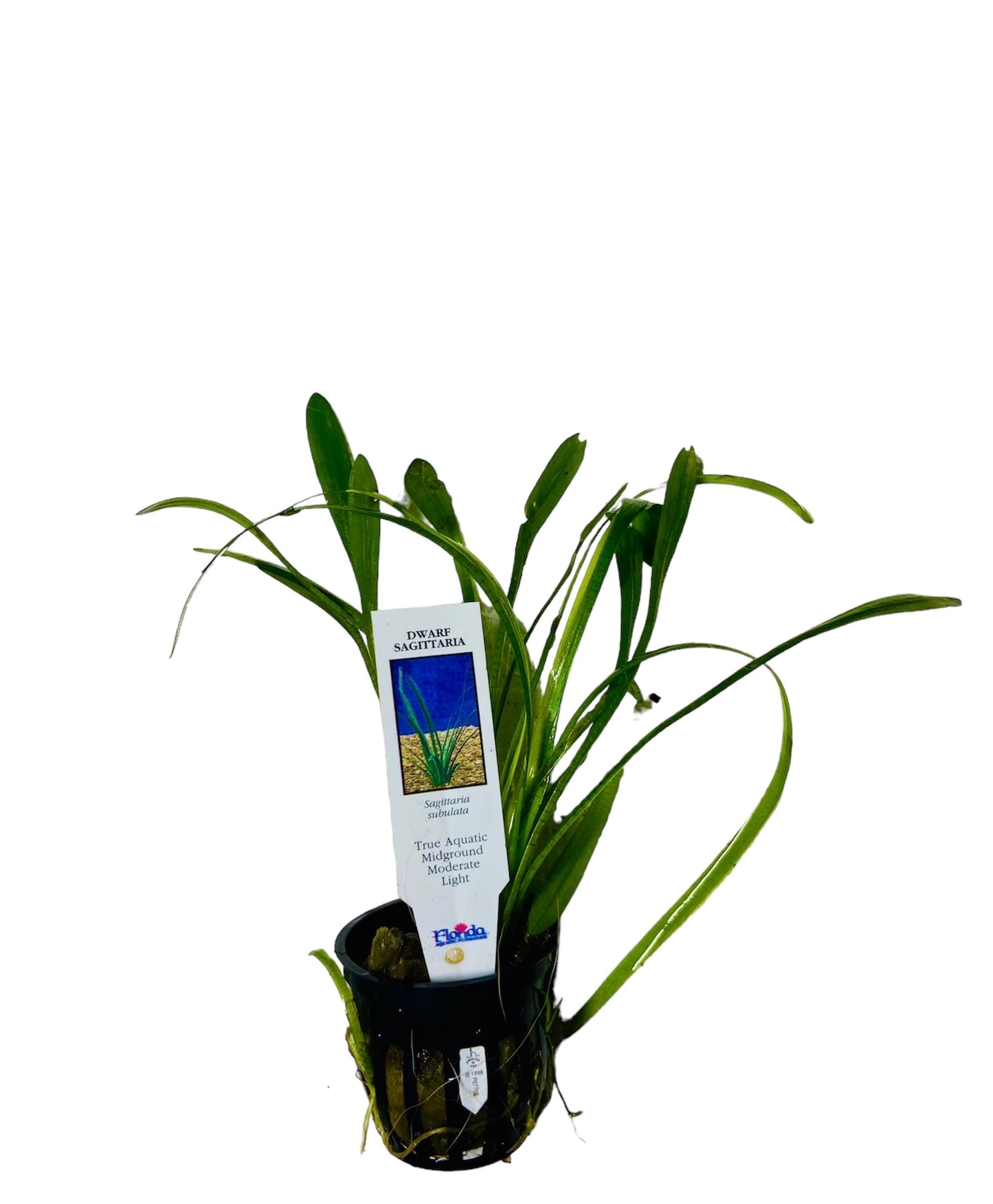 Potted Dwarf Sagittaria (Sagittaria subulata)